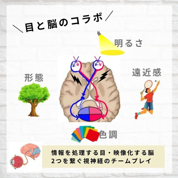 目と脳のコラボ